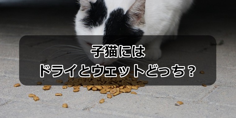 子猫にはドライとウェット