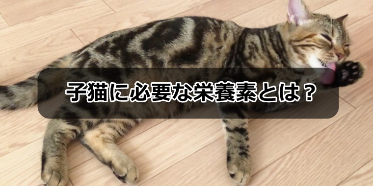 子猫に必要な栄養