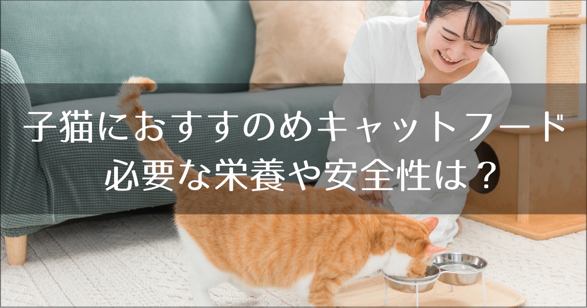 子猫　おすすめ