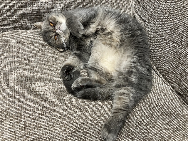 エキゾチックショートヘア