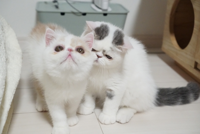 エキゾチックショートヘア