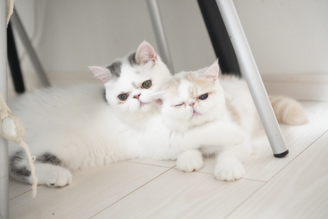 エキゾチックショートヘア