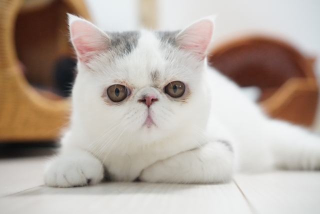 エキゾチックショートヘア