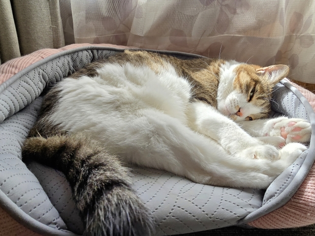 ハイシニア猫