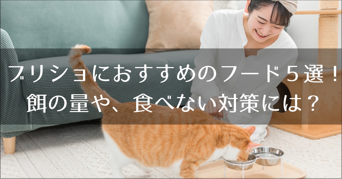 ブリティッシュショートヘアにおすすめのキャットフード