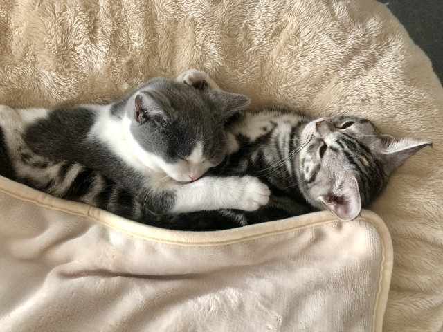 ブリティッシュショートヘア