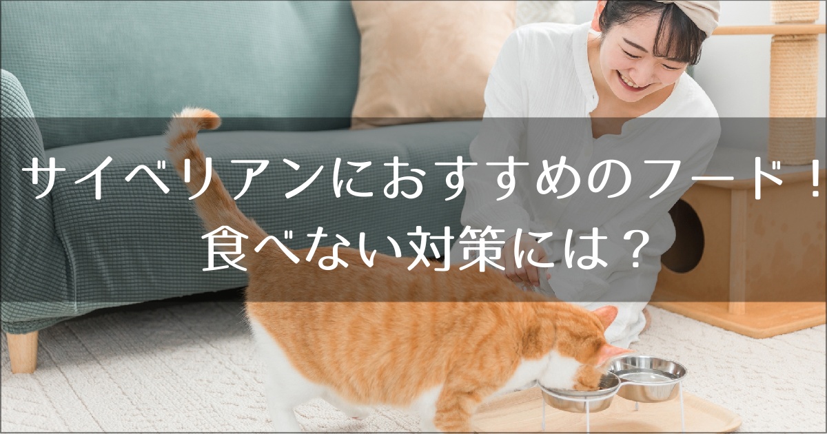 サイベリアンにおすすめのキャットフード