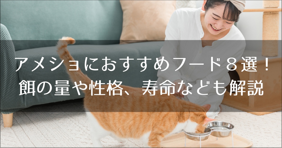 アメリカンショートへにおすすめのキャットフード