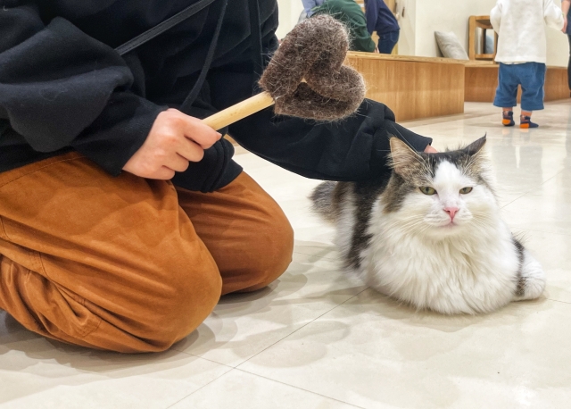 毛づくろい