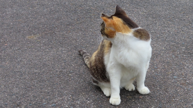 毛づくろい
